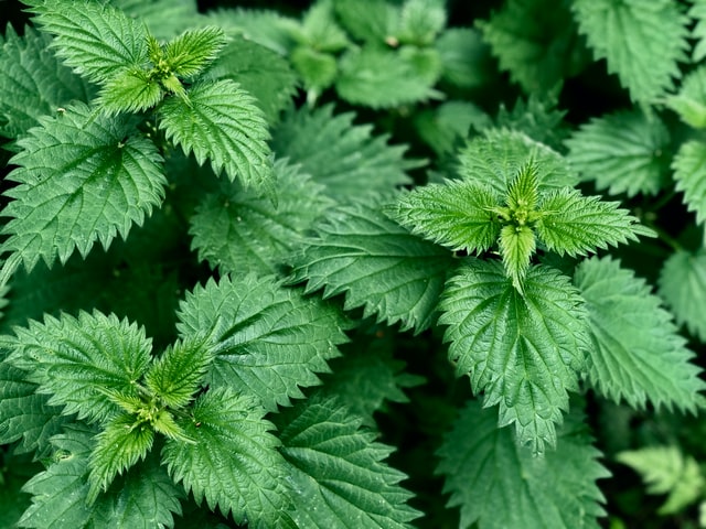 grasping nettles